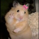 차마켓,미나 라이스,카페 홈즈,넹무옹옵,아카아마 커피,기빙트리,3d밴드,윙맨,블루누들,지앙하,실연...