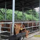 소떼목장 이미지