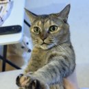 내친구고양이 이미지