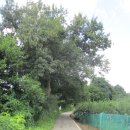 8월17일 배다리생태공원(평택섶길-10코스=13) 이미지