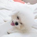 멈미스 이미지