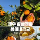 봉이네 | 제주도 서귀포 귤따기체험 봉이네감귤 체험후기 ! 한라산이 보이는 감귤밭