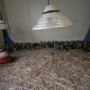 권태농장 이미지