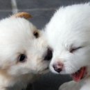 예쁜 강아지 이미지