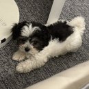 엘로이 동물병원 이미지