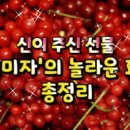 오미자의 효능 이미지