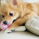 끼리끼리 이미지