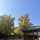 함안향교 | 함안향교 은행나무 24.11.12 방문 실시간 후기 / 부산근교 단풍