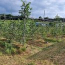 하이그린 농장 이미지