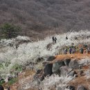 청매실농원 Daum카페