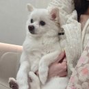 24시 공감365동물의료센터 이미지