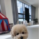 러닝독 스테이 이미지