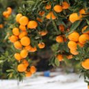 제주생갈치 이미지