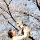 심바글로벌