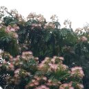 자귀나무꽃 이미지