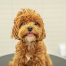 수수펫살롱 이미지