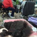 크러쉬 푸들 이미지