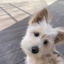 글램독 양양 이미지