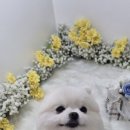 하리몽 이미지