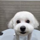 댕댕그루밍 이미지