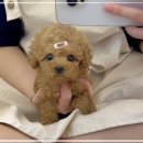 꽃강아지 이미지