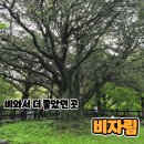 비자림빌리지1 | 제주 비자림 비오는날 더 좋았던 제주 동쪽여행 코스(유모차 가능)