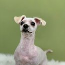 쏭트리밍 이미지