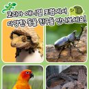 포켓애니멀 이미지