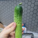 늘푸른사람들 못난이오이 후기