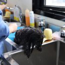 꿈의 애견미용 이미지