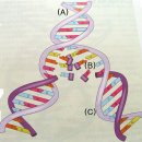 DNA 구조와 RNA 구조 이미지