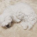 개똥아부탁해 이미지