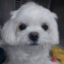 라온동물병원 | 초기 증상으로 알아보는 위험 신호와 슬개골 탈구 수술 후기 - 울산 중구 동물병원 라온동물메디컬센터