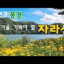 북한강 드라이브 하면서 가을 꽃 보러 가봐야 할 가평 자라섬 이미지