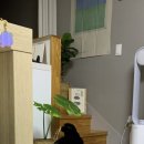 제주피움 이미지