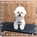 우리강아지 | 조원1동애견교배 후기 우리 강아지 완전 예뻐졌어