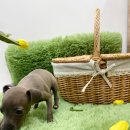 양평특수견 이미지