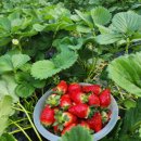 용소막농장 이미지