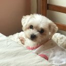 오니바 브런치클럽 이미지