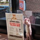 벌거벗은 고양이 이미지