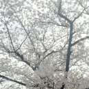 예당버섯 이미지