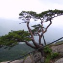 사부자네