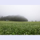 봉평메밀로 이미지