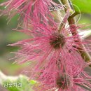 닥나무 ??? 꾸지뽕나무:쌍떡잎식물 쐐기풀목 뽕나무과의 낙엽활엽 관목. .. 이미지