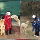 드림목장 | 놀면 뭐하니에 나온 도치돌 알파카 목장, 방송 전에 다녀온 솔직 후기