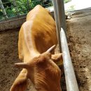 행복한 한우농장 이미지