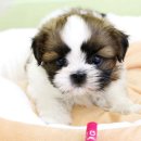 여서동물병원 이미지