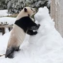판다27 이미지