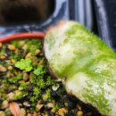 7월 상순 - 이렇게 아름다운 계절이었던가 이미지