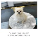 도그마루 강아지고양이 안산점 이미지